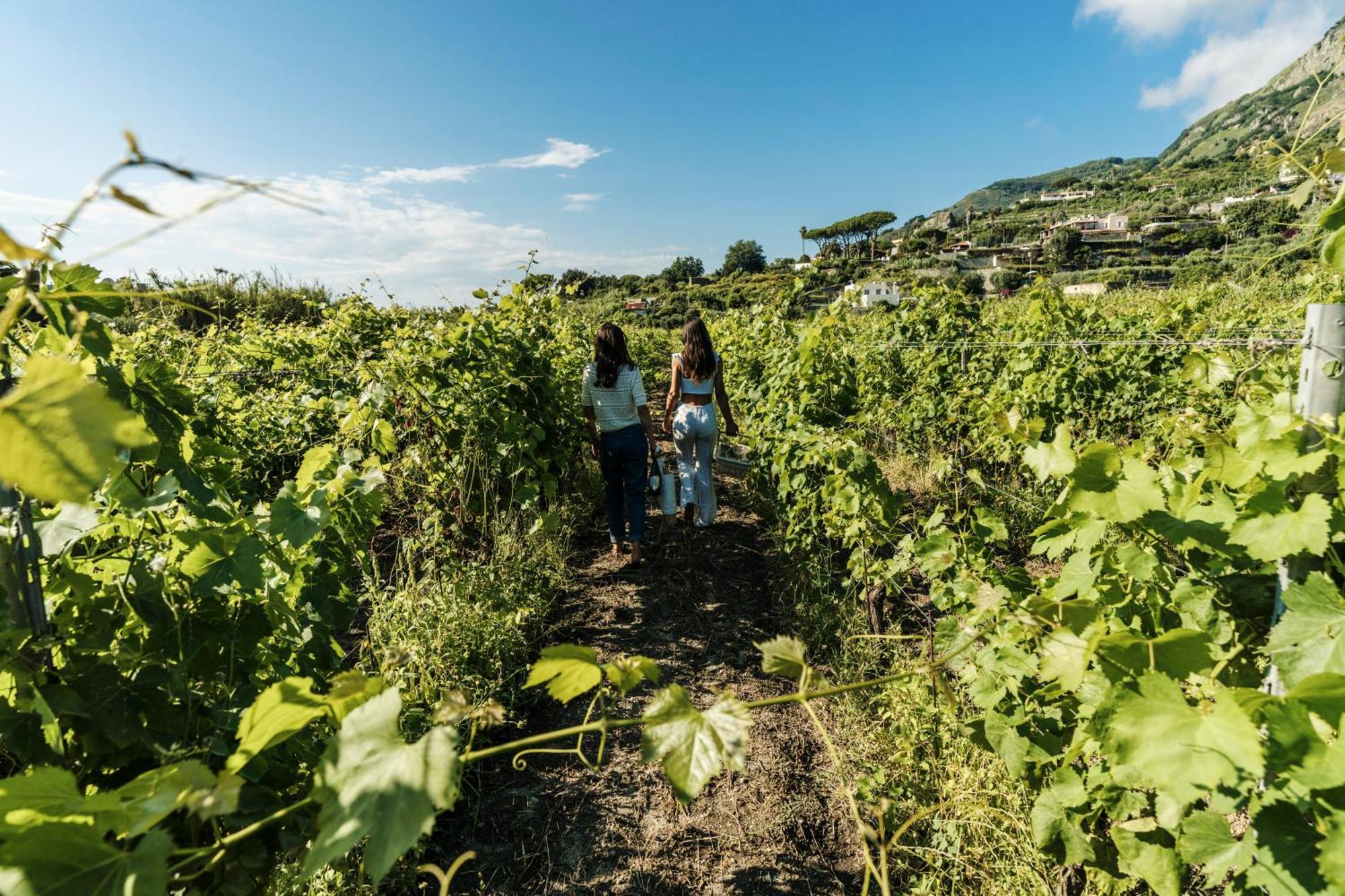Tenuta Calitto Wine E Resort *
