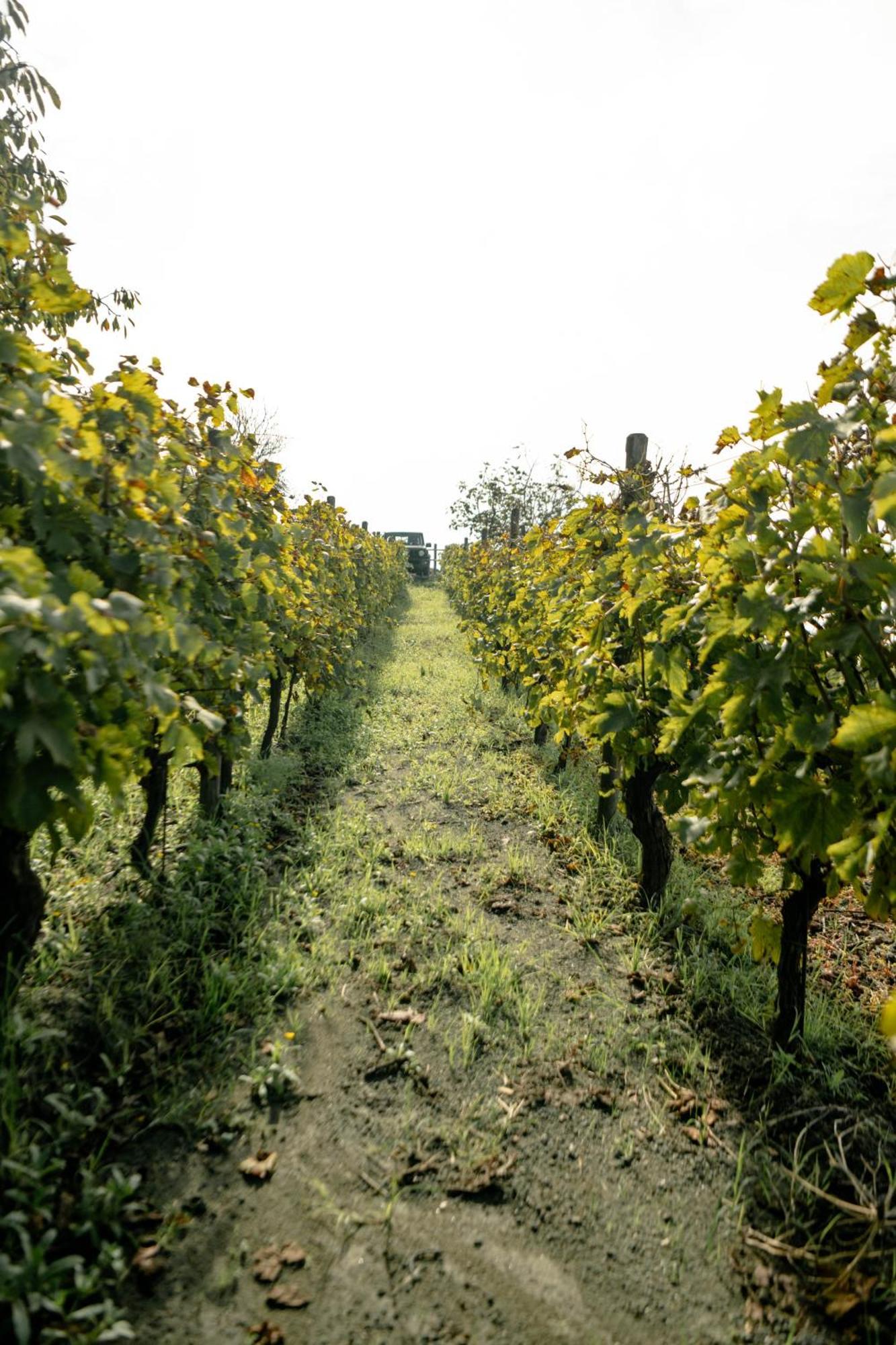 Tenuta Calitto Wine E *