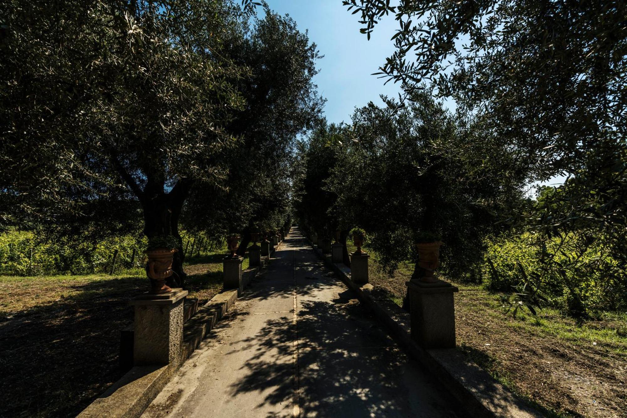 Tenuta Calitto Wine E * Ischia