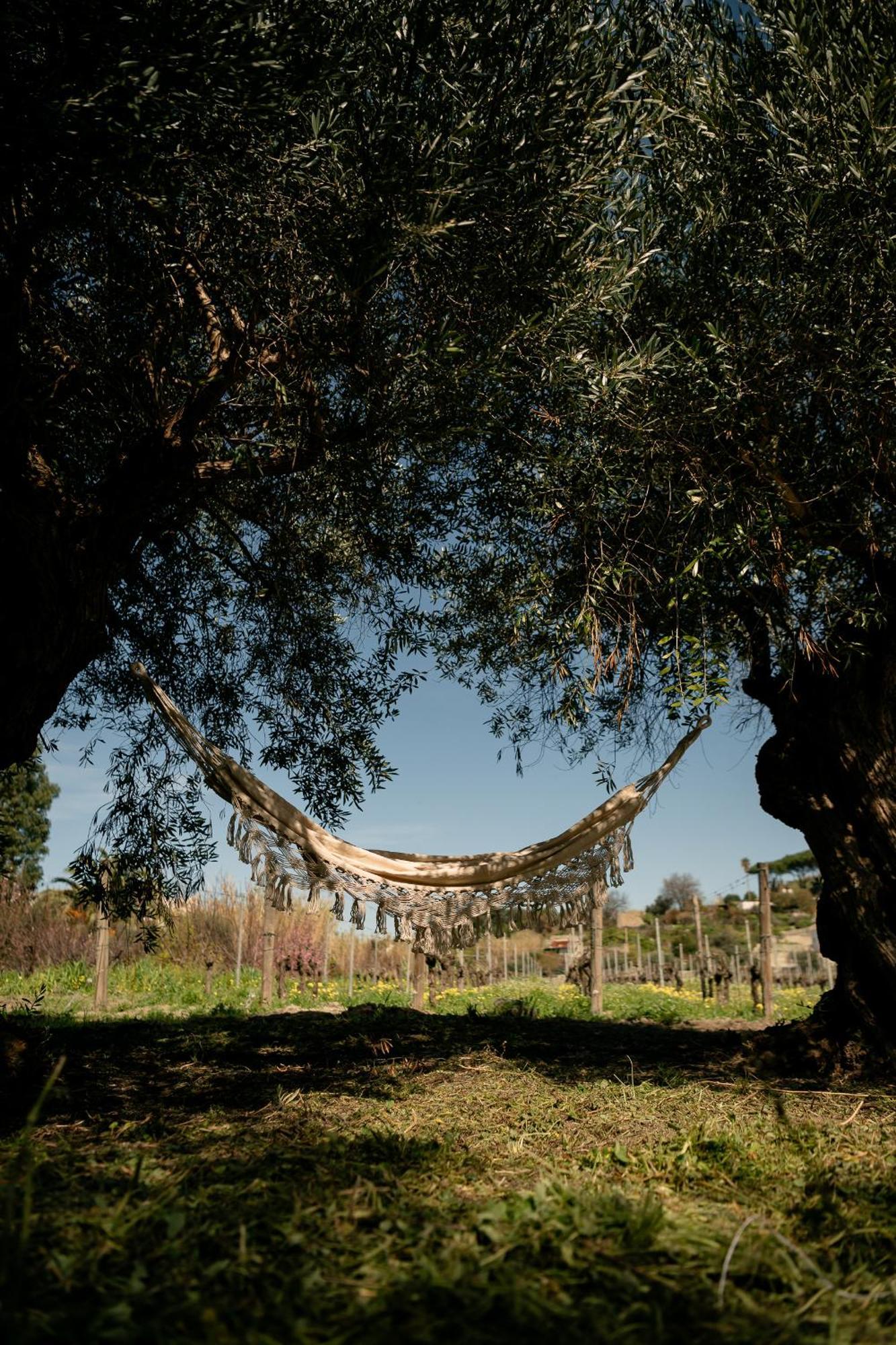 Tenuta Calitto Wine E